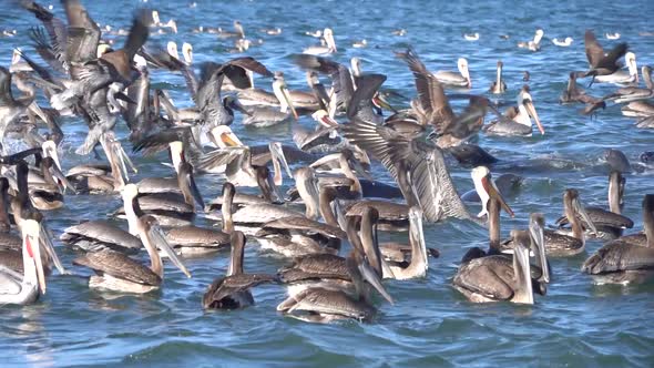 Pelicans Flock Together to Hunt Sardines