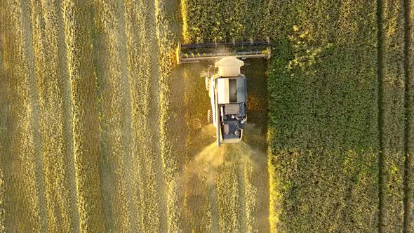 Aerial view of combine harvester harvesting large golden ripe wheat field. Agriculture from drone