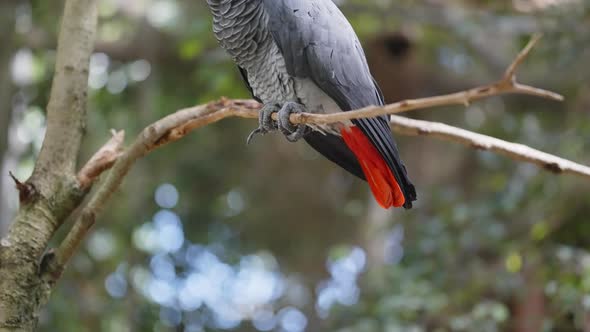 African Grey Parrot Perched In Tree