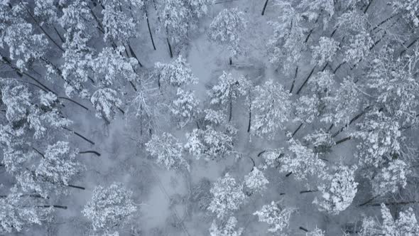 Flying Over Winter Forest covered with Snow