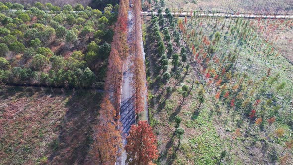 Overlooking the Metasequoia woods Trail