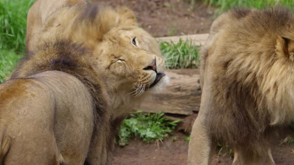 male lion shaking his head and mane slow motion