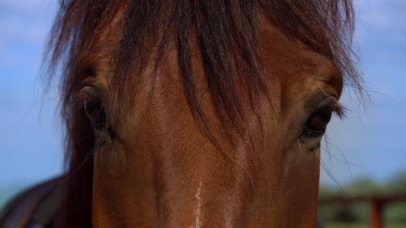 Horse's Eyes Blink Closeup the Horse's Muzzle Copy Space