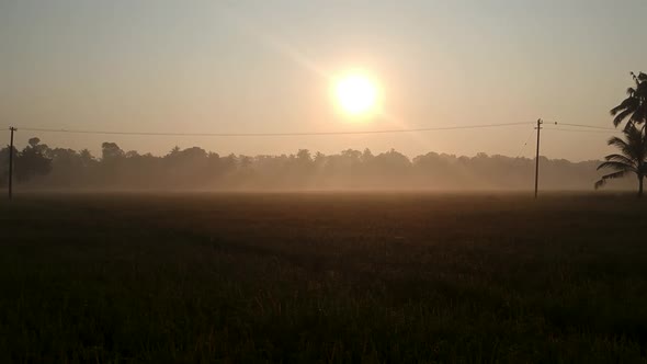 Beautiful sunrise over paddy field, Morning shot with mist,Golden lights,coconut tree