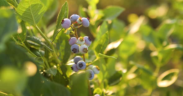 Uhd 403 Z Blueberry bush on sunset, organic ripe with succulent berries, just ready to pick