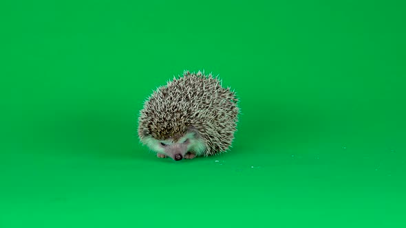 Curious Hedgehog Is Walking and Sniffing on a Green Background at Studio