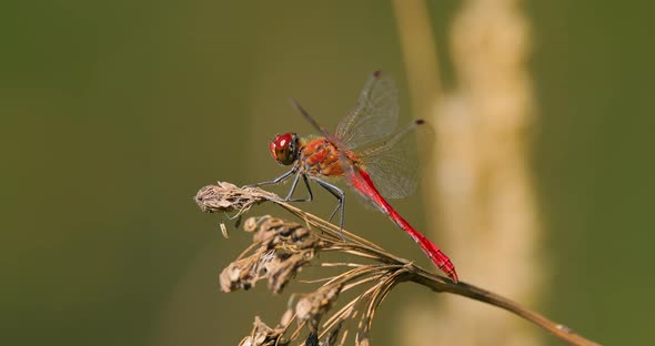 Scarlet Dragonfly Crocothemis Erythraea is a Species of Dragonfly in the Family Libellulidae