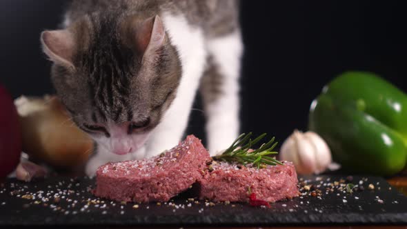 Hungry Cat Is Eating at a Table