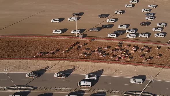 Aerial view of a group of camels during a race in the desert of Ras Al Khaimah.