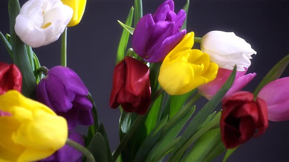 Tulip Flowers in Vase