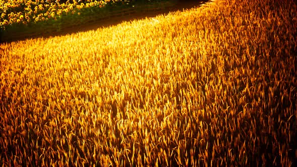 Golden Wheat Field and Sunny Day