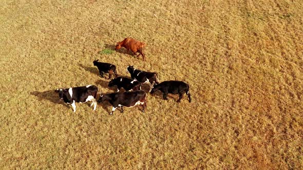 Cows on Yellow Summer Meadow, Aerial Drone View. Herd of Cow Grazing in Fields. Aerial View of Dairy