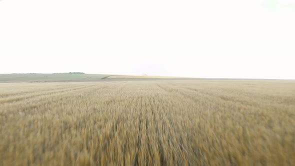 Wheat field