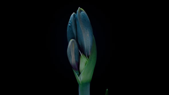 Blue Hippeastrum Opens Flowers in Time Lapse on a Black Background