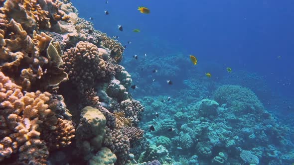 Underwater Colorful Tropical Fishes and Beautiful Corals