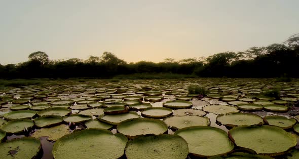 Lilies at Sunset