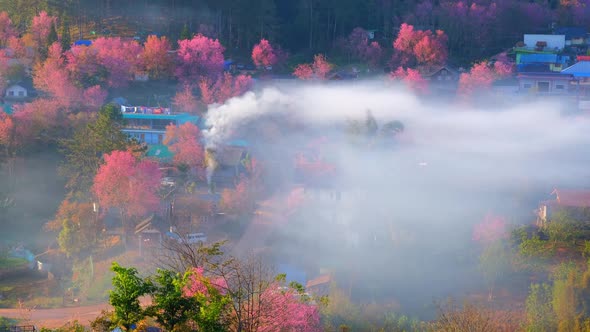 4K : Timelapse of a rural village with beautiful Wild Himalayan Cherry