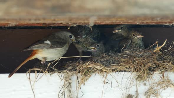Feeding of nestling of Redstart