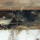 Feeding of nestling of Redstart - VideoHive Item for Sale