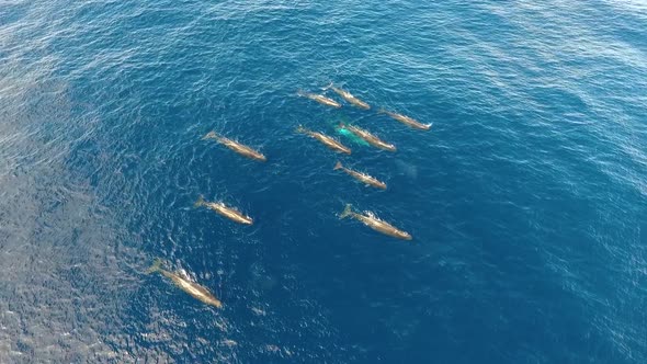 A pod of 12 sperm whales swimming peacefully in the ocean