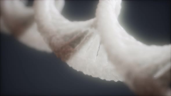 Structure of the DNA Double Helix alt