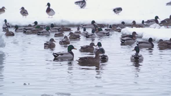 A flock of wild ducks swims in an icy hole in a frozen river.