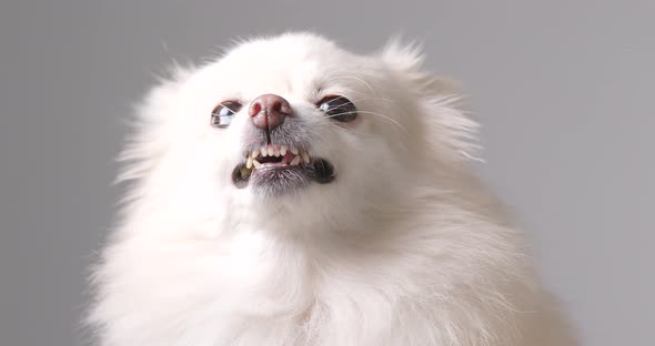 White Pomeranian dog get angry