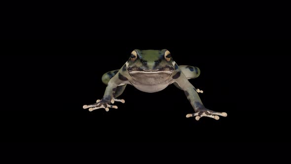 4K Frog Walk Front View alt