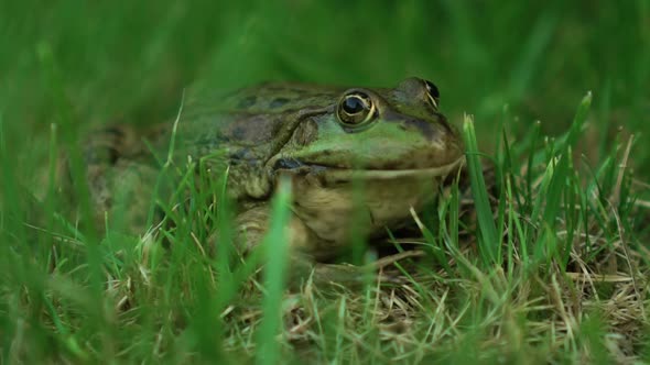 Slowly Big Frog in Nature