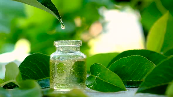 Essential Oil in a Small Bottle