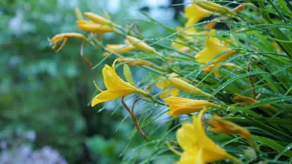Yellow Garden Lilies In Raindrops 