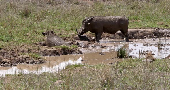 Warthog, phacochoerus aethiopicus, Pair having Mud Bath, Nairobi Park in Kenya, real Time 4K