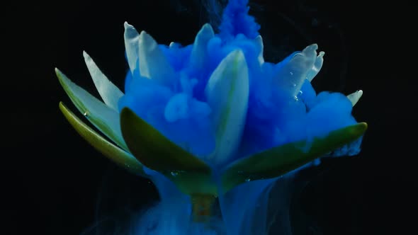 Slow Motion of Blue Color Ink Paint in Water and White Lotus Water Lily Flower