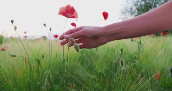 Woman Touches Red Poppy Flower on Field of Rye