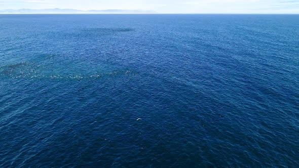 Aerial - Huge flock of cormorants taking off in open ocean, higher view