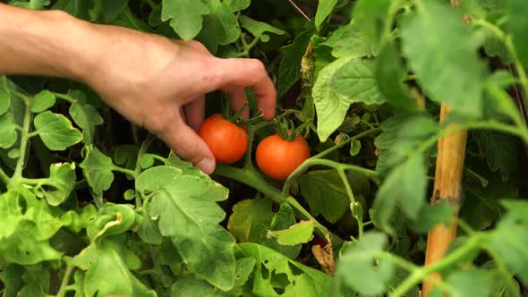 Hands Picking Red Ripe Tomatoes From Vine. close up