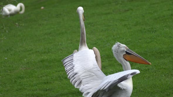 A Family of Pink Pelicans