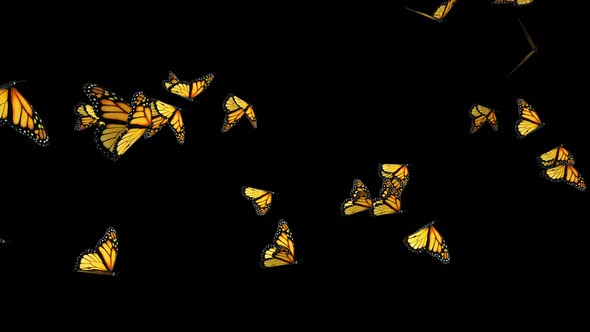 Butterflies Background