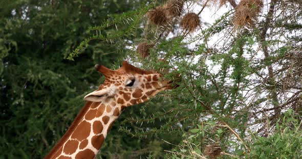 Reticulated Giraffe, giraffa camelopardalis reticulata, Adult eating Leaves, Samburu park in Kenya