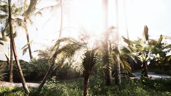 Green Jungle of Malaysia with Sun Rays alt