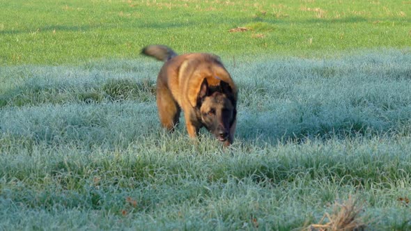Happy Belgian Shepherd Malinois Dog is Running to Camera on Wet Morning Grass