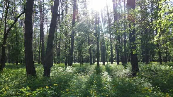 Summer Forest with Pine Trees Slow Motion