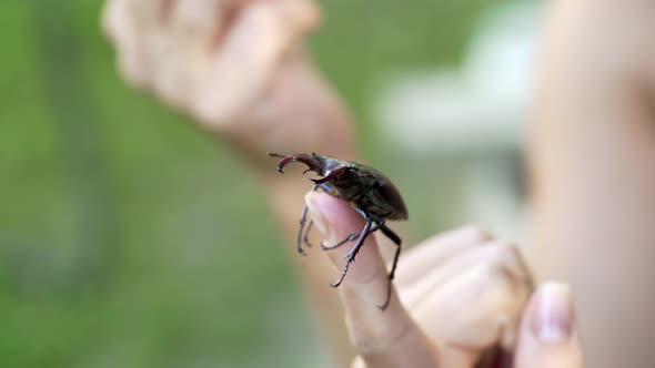 Stag Beetle on a Hand