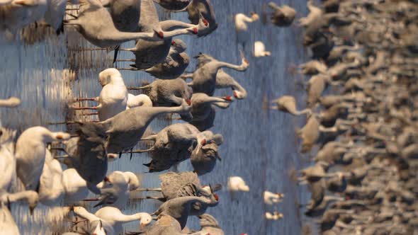 Sandhill cranes in front of a flock of snow geese in the morning light medium shot of sandhill crane