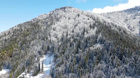 Snow Capped Mountains And Forests