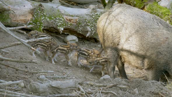 Group of cute baby boars fighting each other outdoors on field beside adult Pig - close up shot