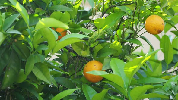 Orange Tree with Fresh Ripe Fruits in Foliage. Turkey.