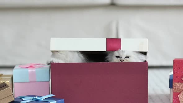 Cute Persian Kittens Playing In A Gift Box With Christmas Decoration Slow Motion 