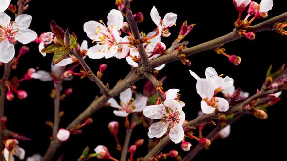 White Flowers Blossoms on the Branches Cherry Tree