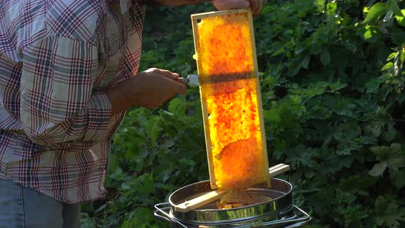 beekeeper cuts wax from a honeycomb with honey